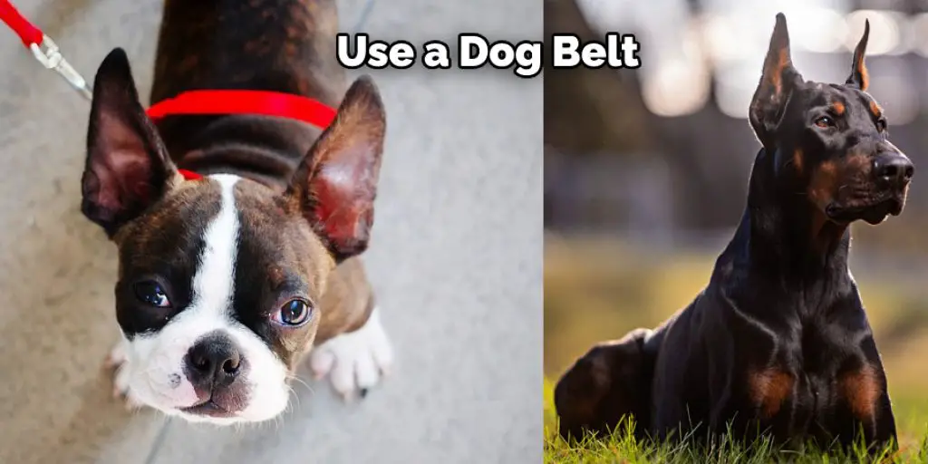 Use a Dog Belt