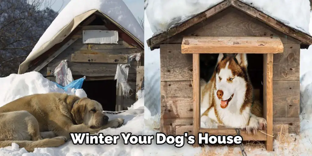  Winter Your Dog's House
