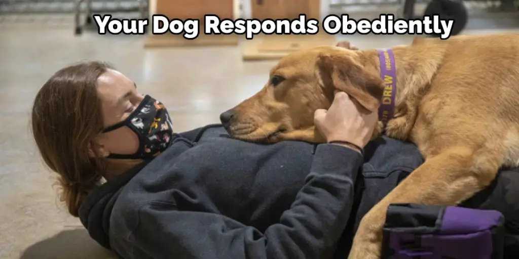 Your Dog Responds Obediently