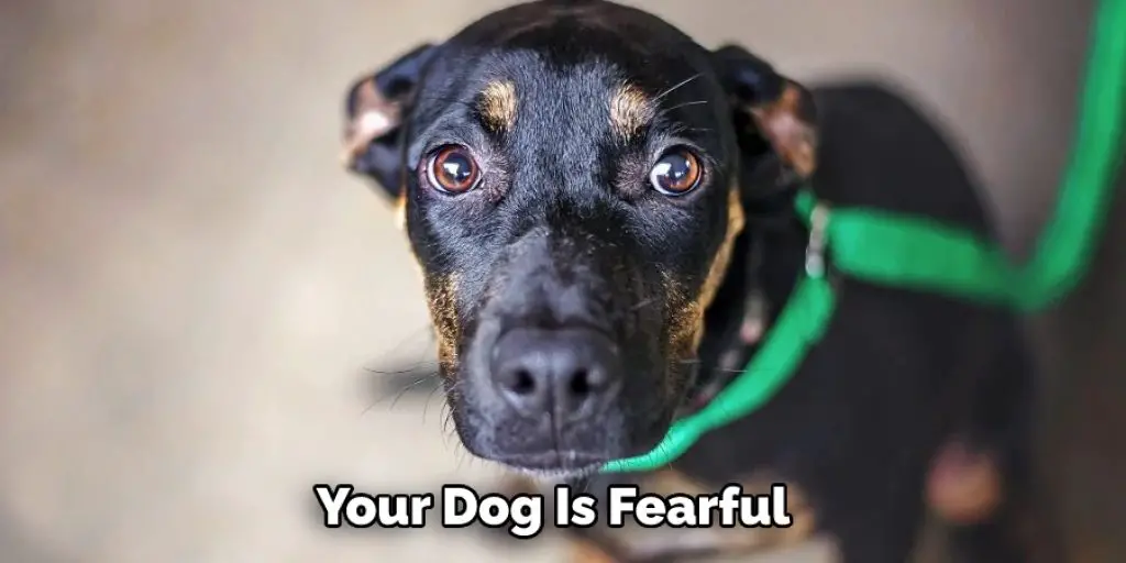 Your Dog Is Fearful