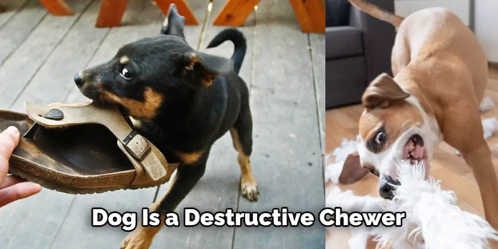  Dog Is a Destructive Chewer