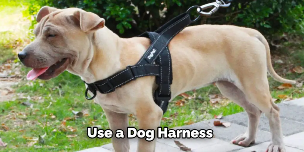 Use a Dog Harness