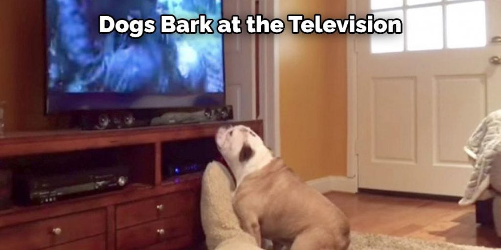 Dogs Bark at the Television 