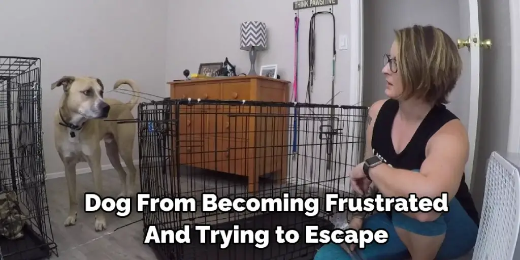 Dog From Becoming Frustrated And Trying to Escape