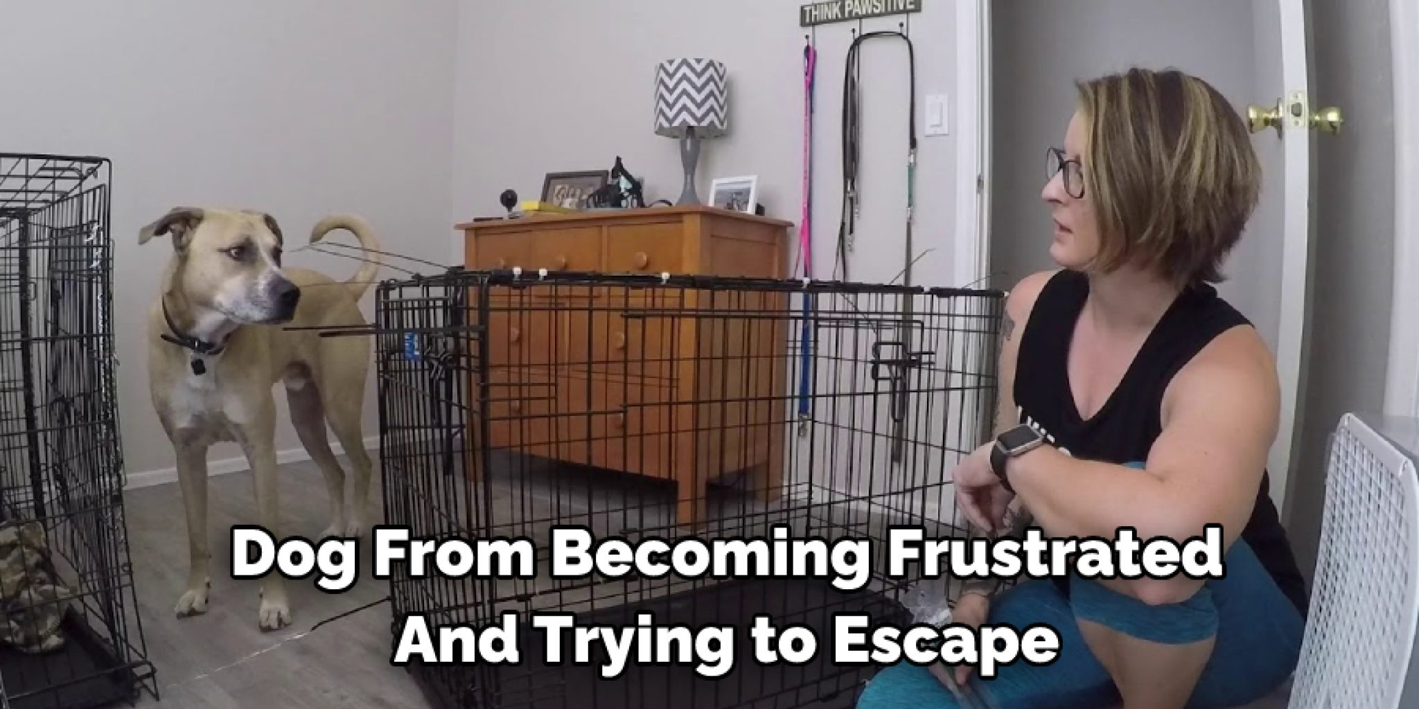 How to Keep Dog From Escaping Crate Described in 08 Steps