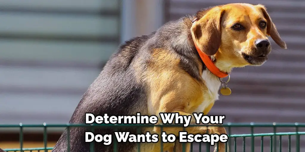 Determine Why Your  Dog Wants to Escape