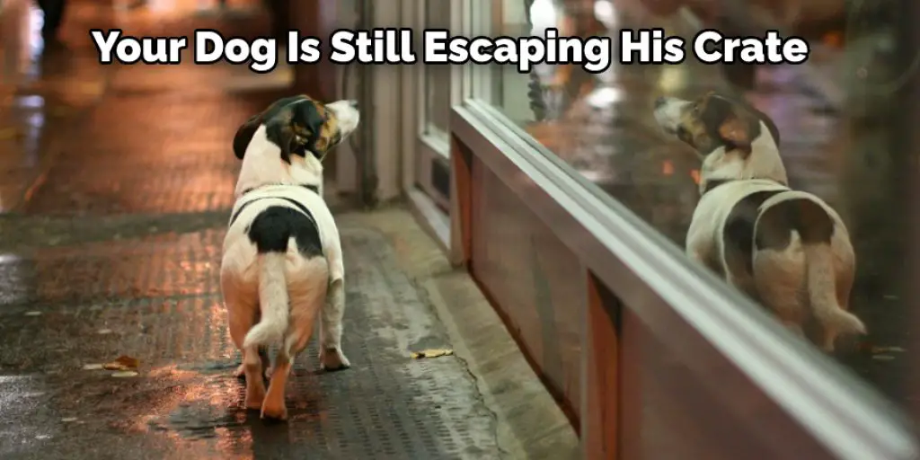 Your Dog Is Still Escaping His Crate
