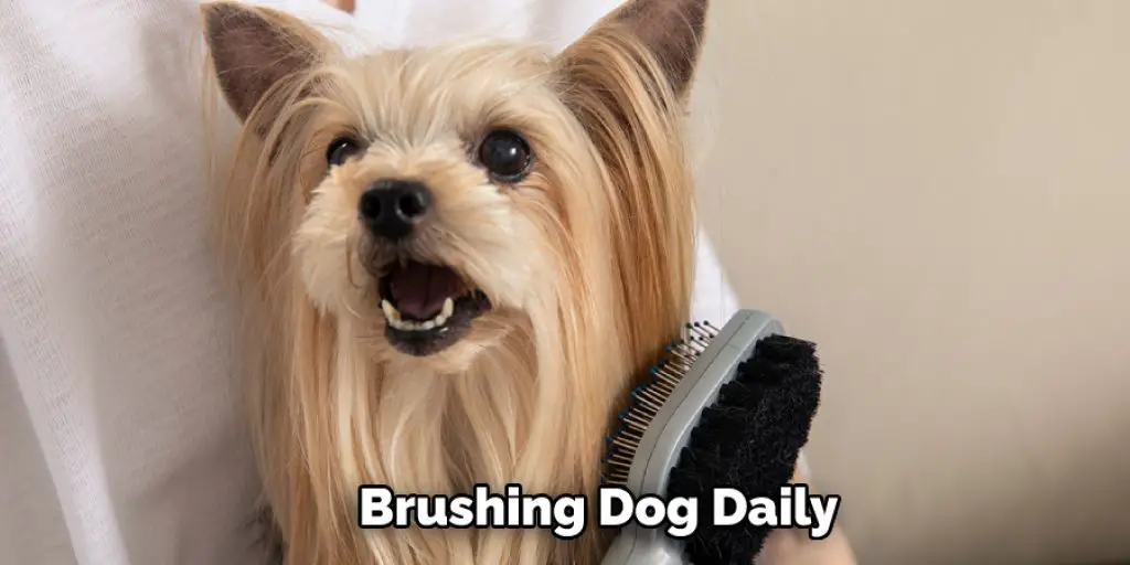  Brushing Dog Daily