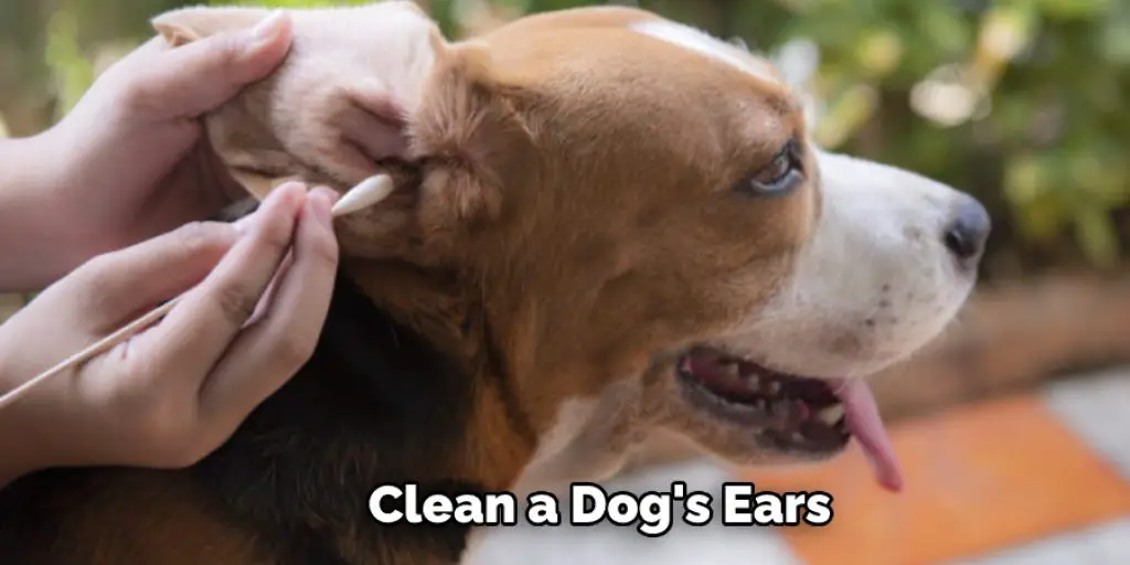  Clean a Dog's Ears