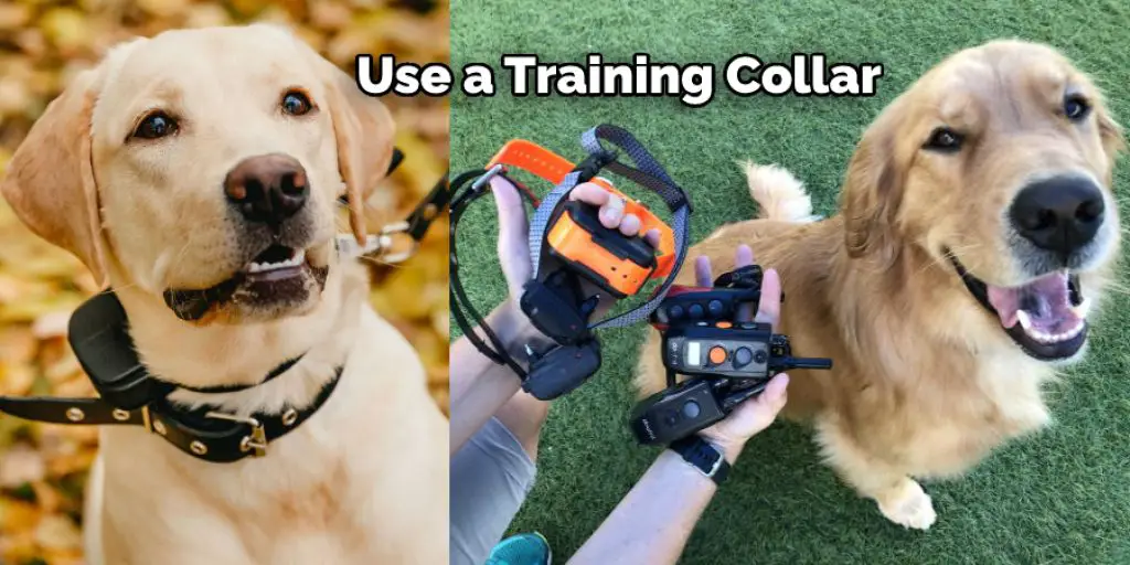 Use a Training Collar