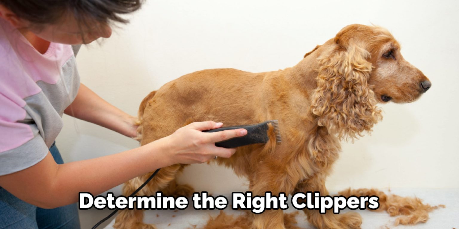 How to Shave a Dog With Human Clippers in 10 Steps