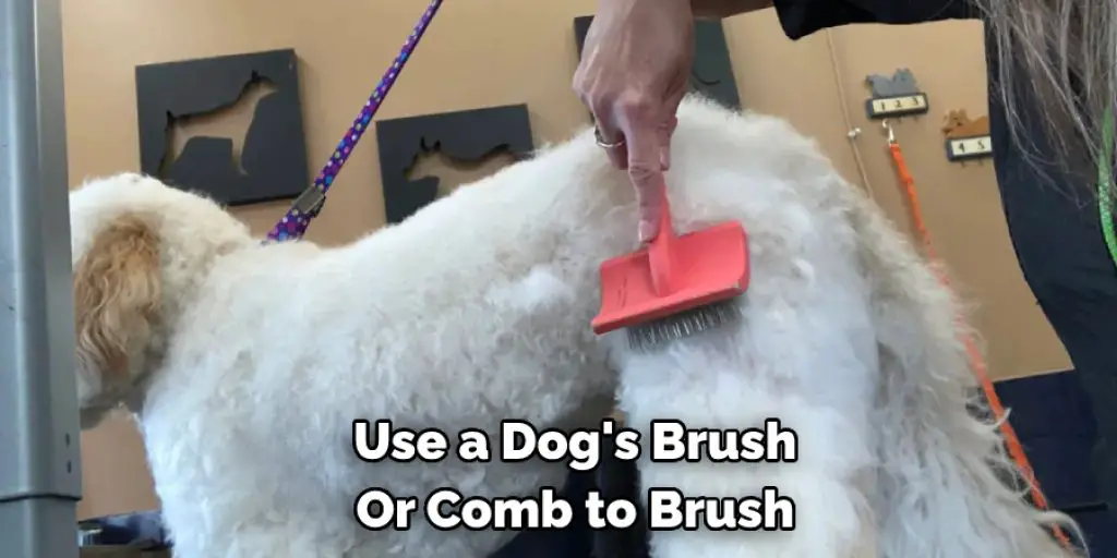 Use a Dog's Brush  Or Comb to Brush 