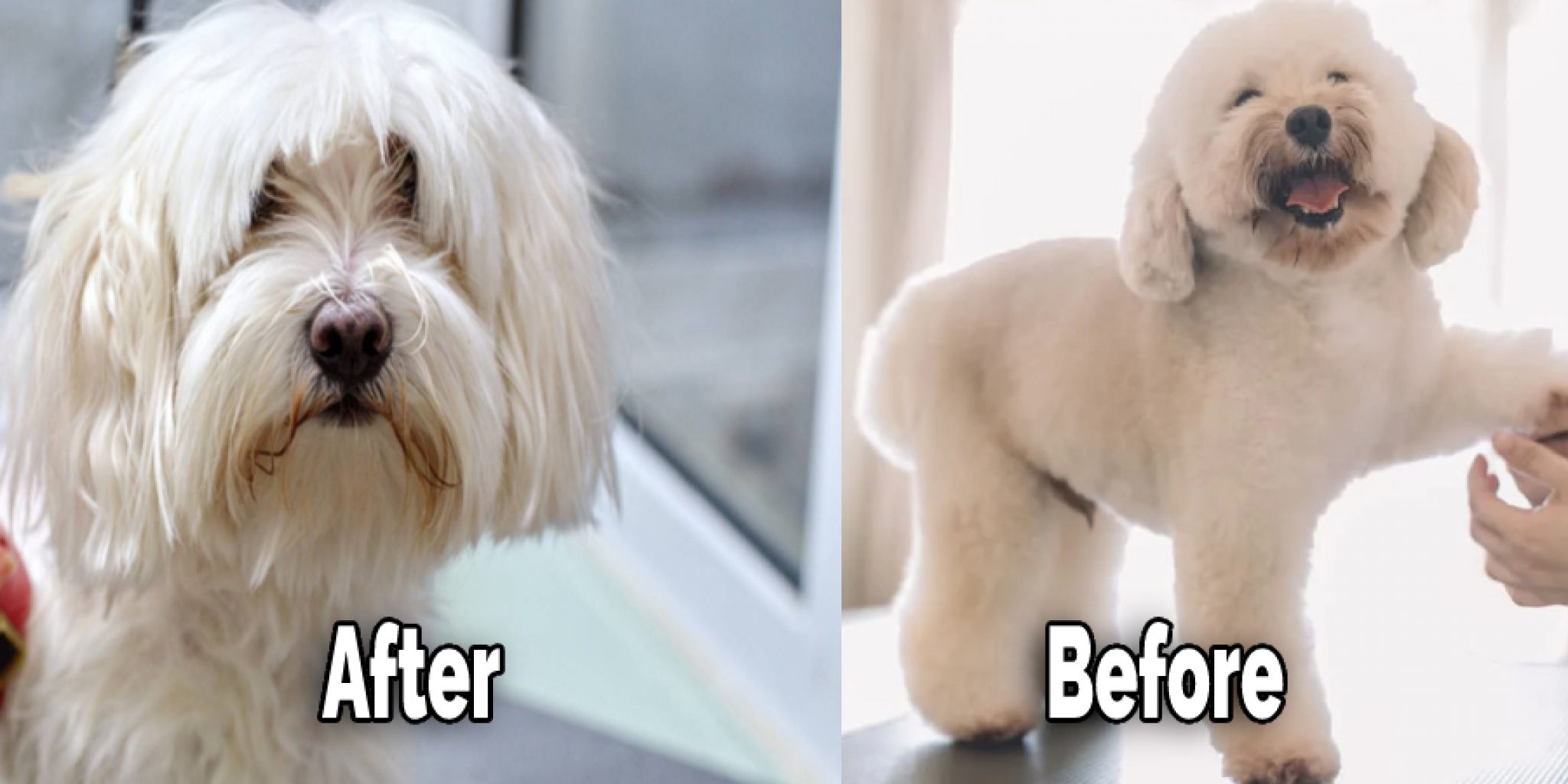 How to Shave a Dog With Human Clippers in 10 Steps