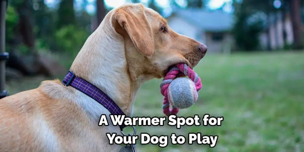 A Warmer Spot for  Your Dog to Play