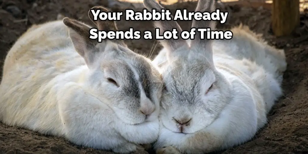 Your Rabbit Already  Spends a Lot of Time
