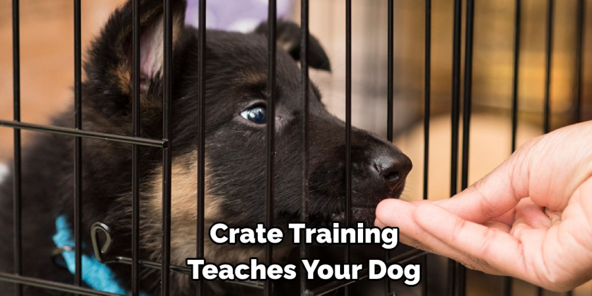 How to Stop Dog From Biting Crate 08 Effective Ways