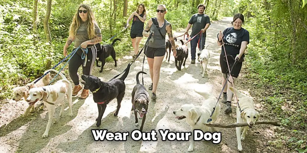 Wear Out Your Dog