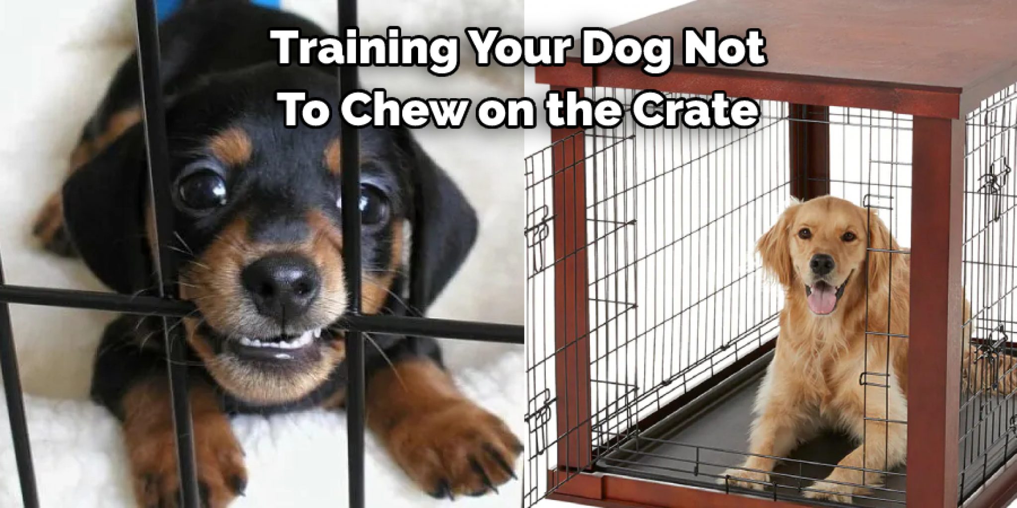 How to Stop Dog From Biting Crate 08 Effective Ways