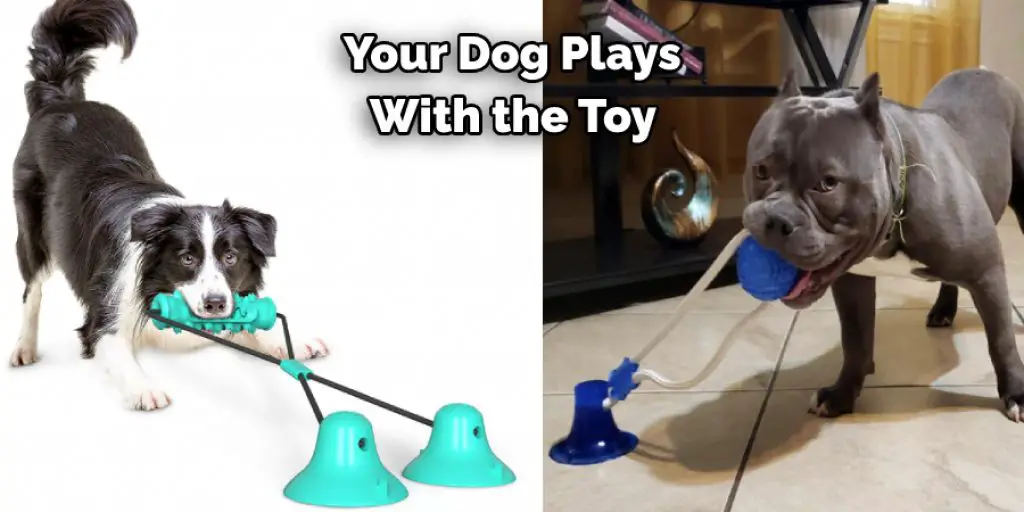  Your Dog Plays With the Toy