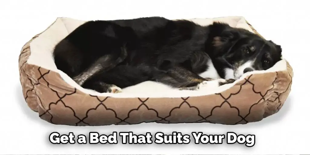 Get a Bed That Suits Your Dog