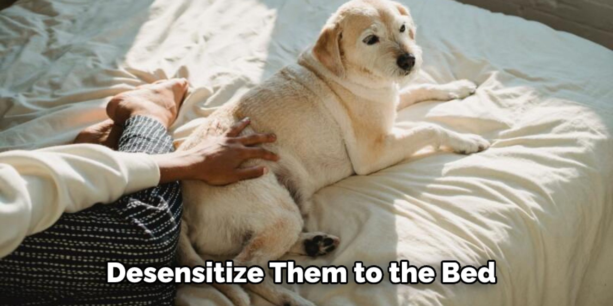 How to Get Dog to Lay on Dog Bed 10 Effective Ways