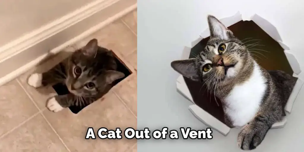 A Cat Out of a Vent