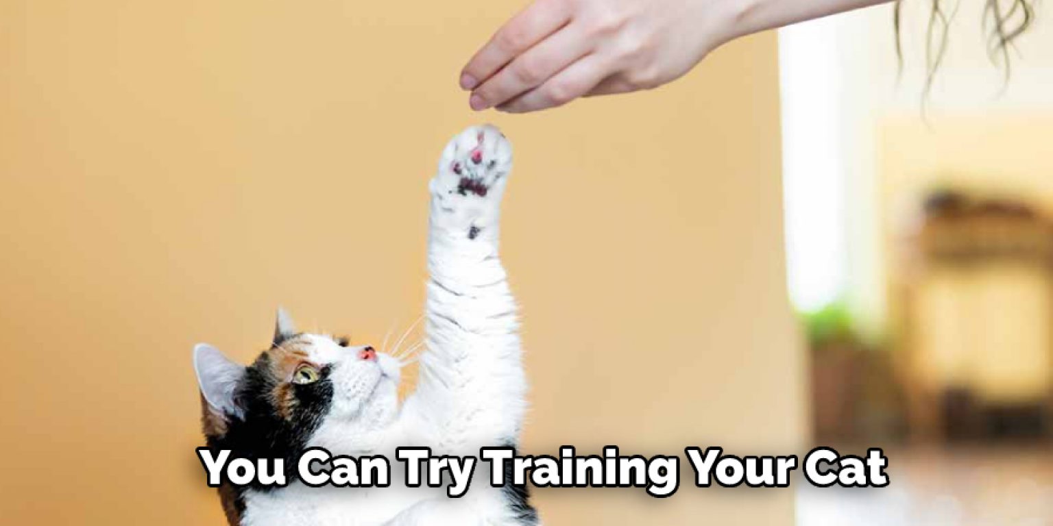 How to Get a Cat Out of a Vent in 10 Steps