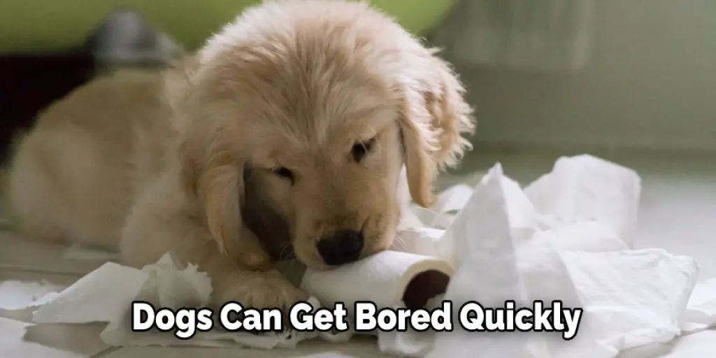 Dogs Can Get Bored Quickly