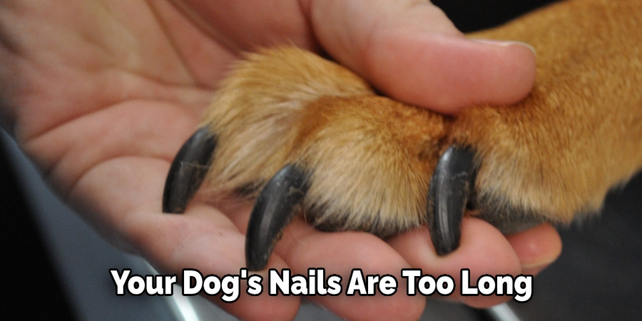 How to Protect Windows From Dogs in 11 Steps (2024)