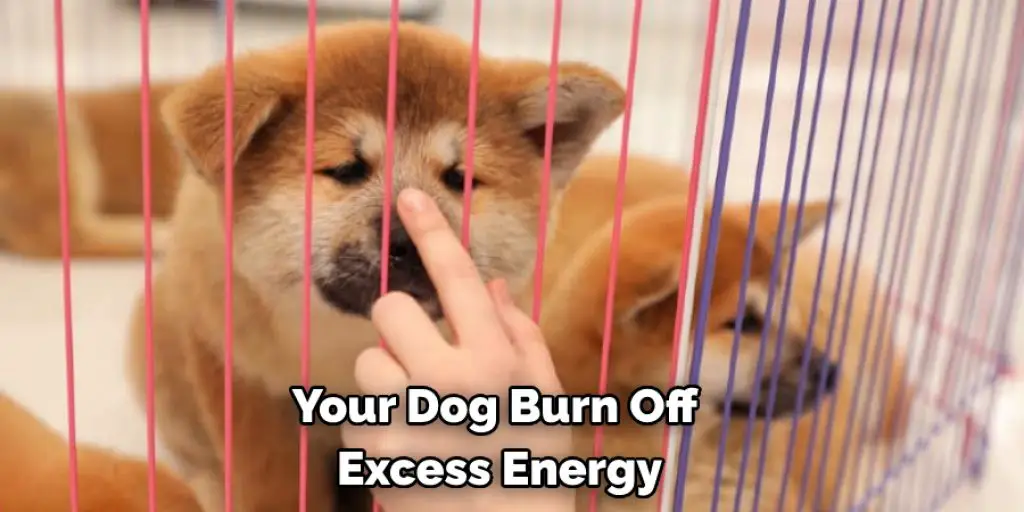 Your Dog Burn Off  Excess Energy