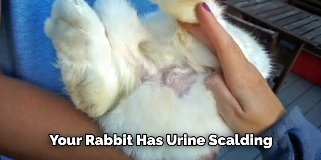 Your Rabbit Has Urine Scalding