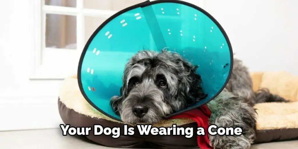 Your Dog Is Wearing a Cone