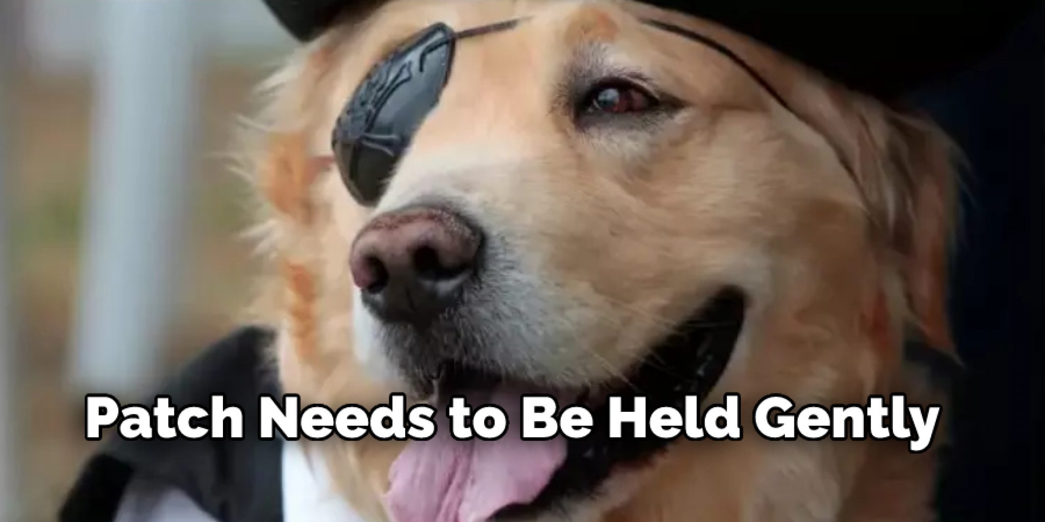 How to Make an Eye Patch for a Dog in 9 Easy Steps