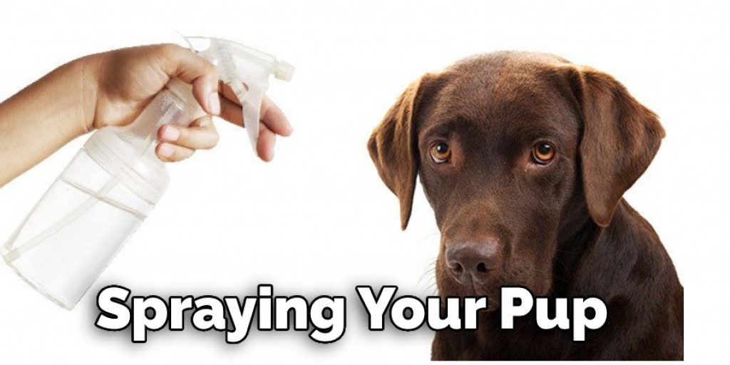 Spraying Your Pup