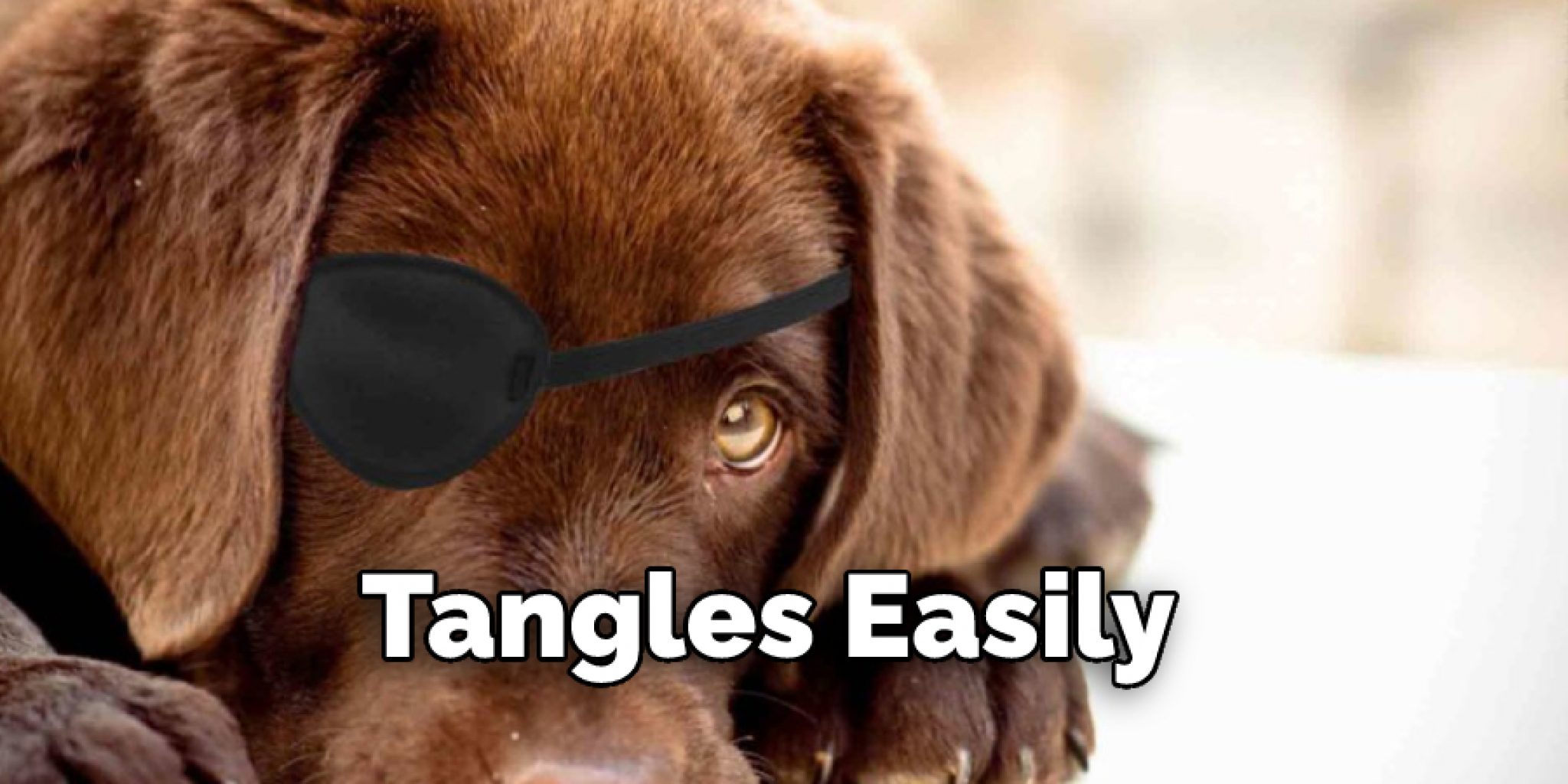 How to Make an Eye Patch for a Dog in 9 Easy Steps
