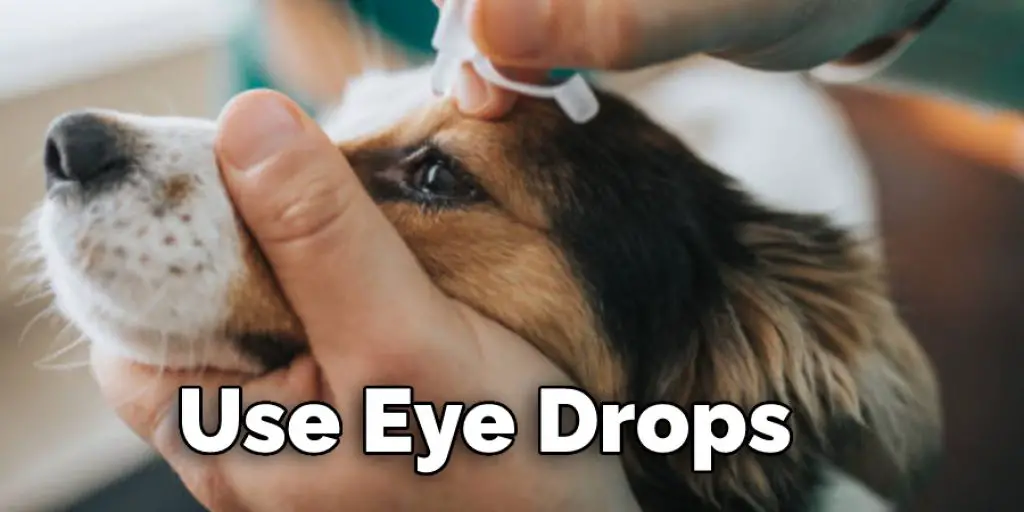 How to Make an Eye Patch for a Dog