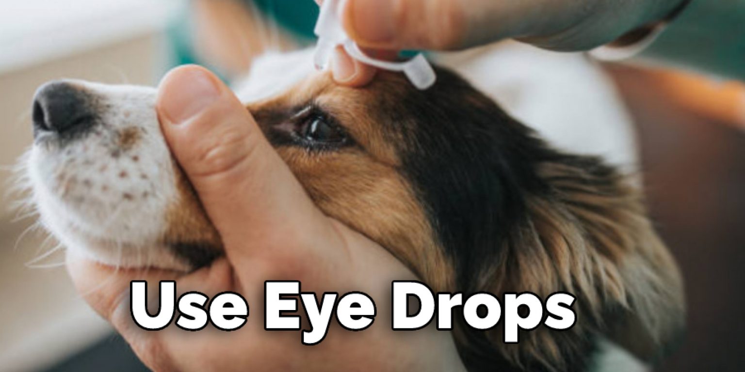 How to Make an Eye Patch for a Dog in 9 Easy Steps