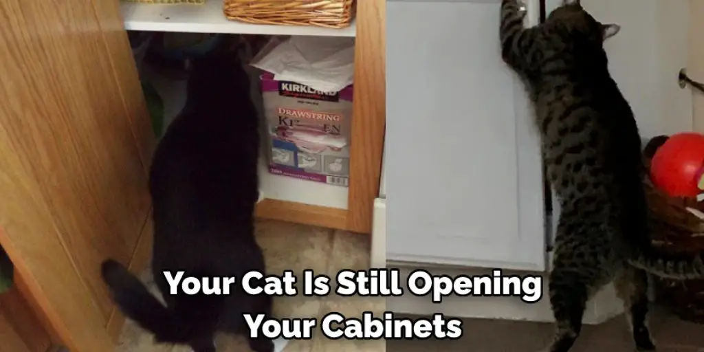  Your Cat Is Still Opening Your Cabinets