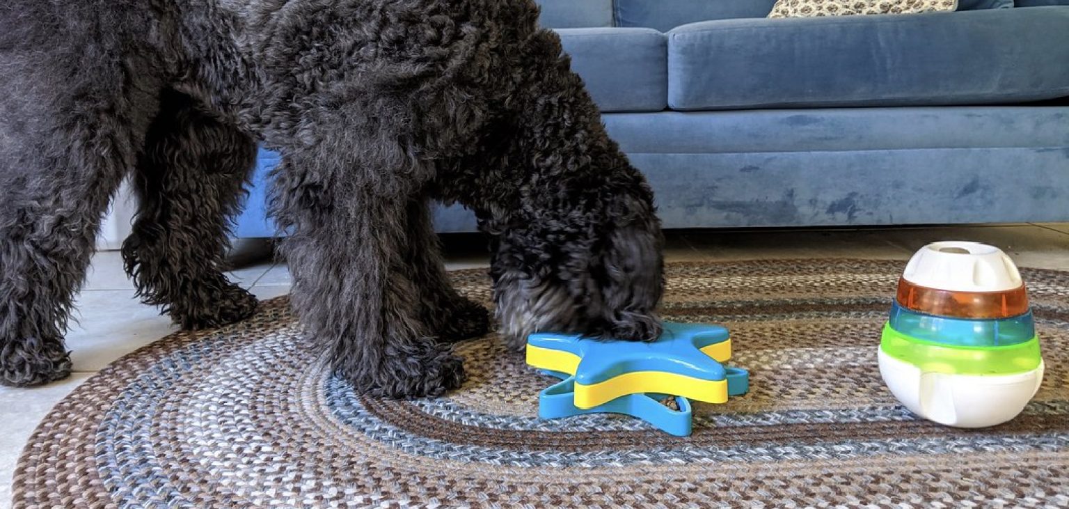 How to Keep Dog Toys from Going Under Couch 10 Effective Tips