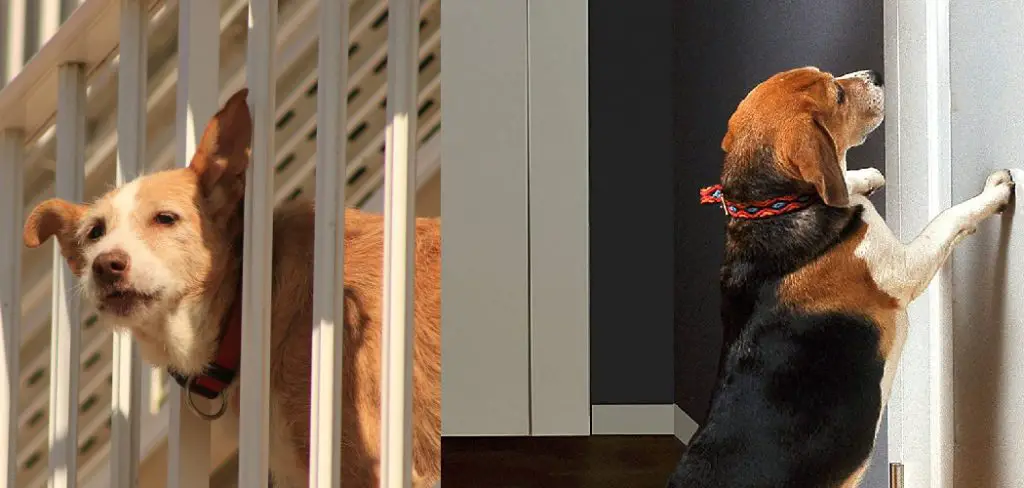 How To Protect Drywall From Dog Step By Step Guide how-to-protect-drywall-from-dog-step-by-step-guide