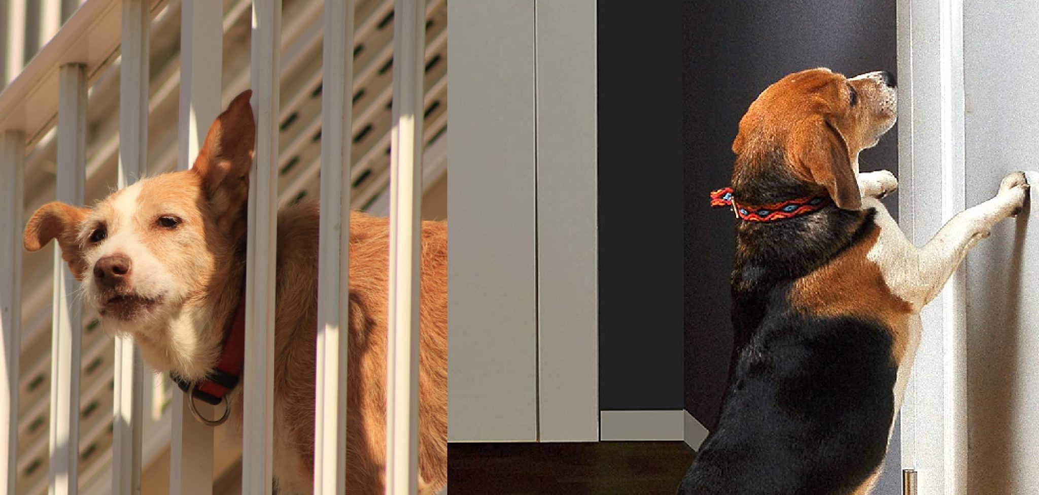 How to Protect Drywall from Dog Step by Step Guide