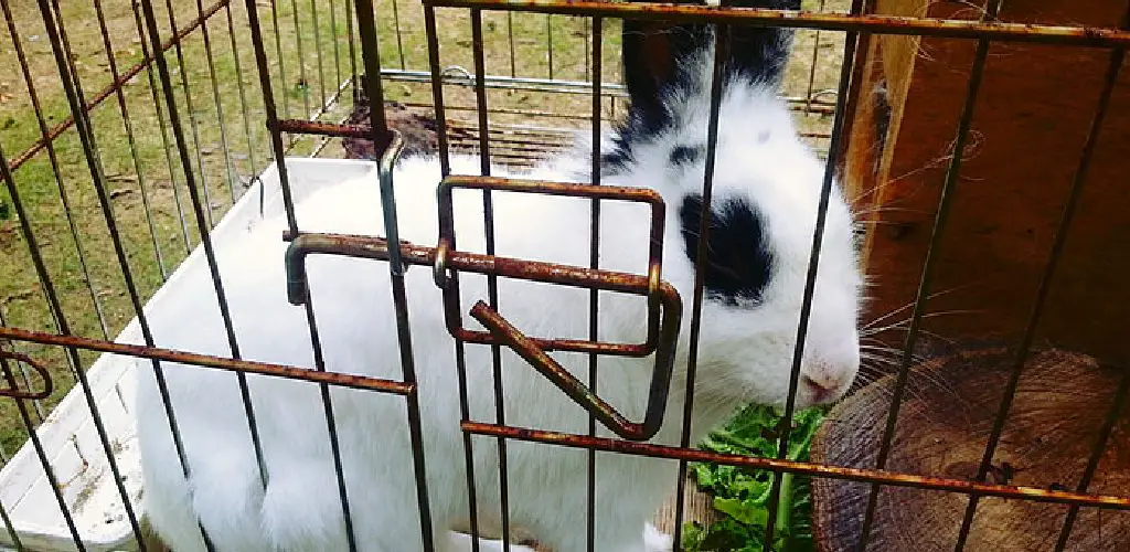 how to litter train a rabbit in a hutch