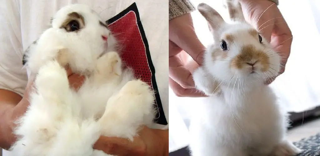 how to clean rabbits paws