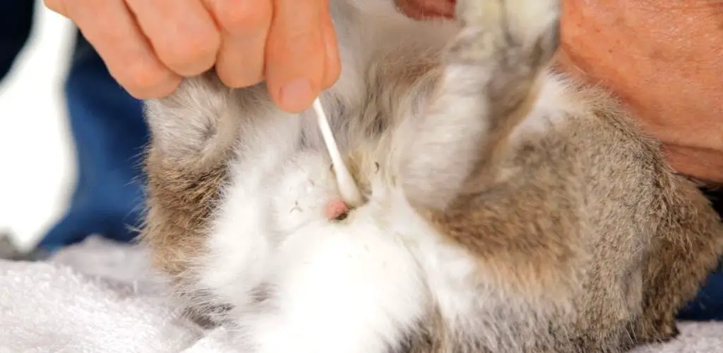 how to clean rabbit scent glands