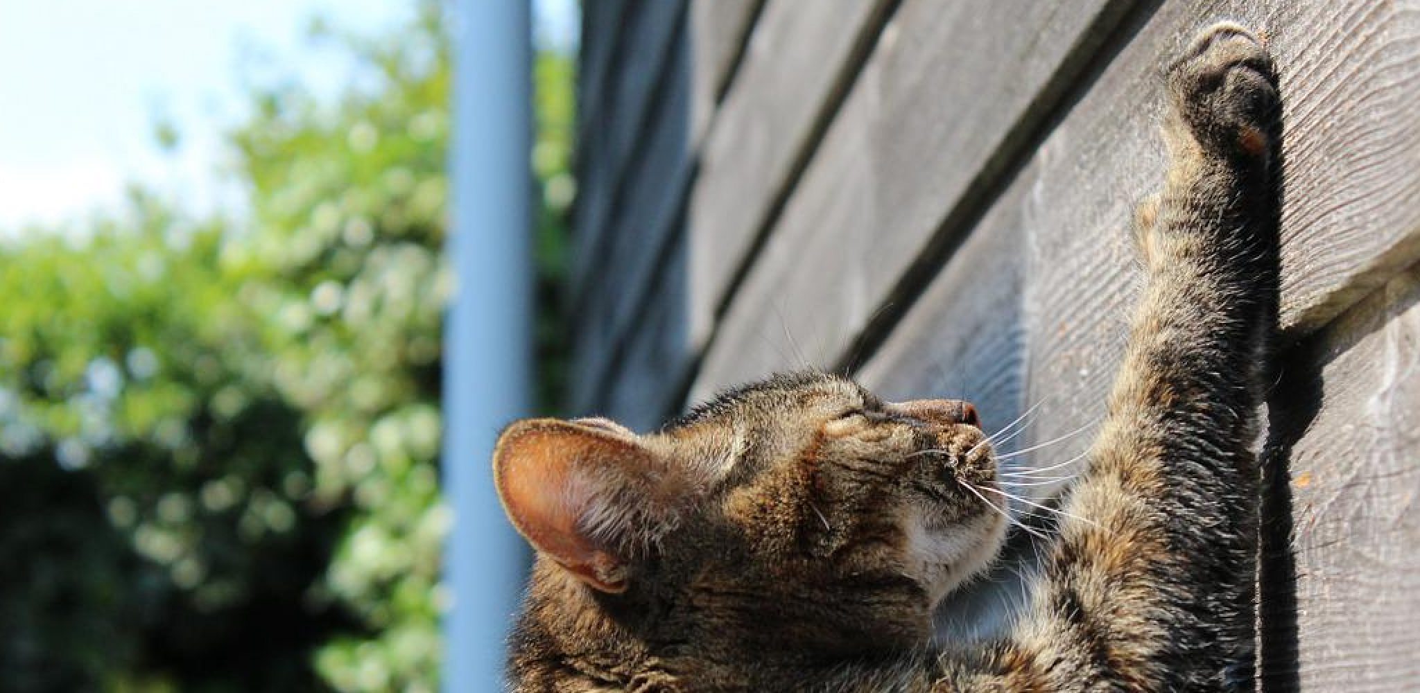 Why Do Cats Scratch at Walls Described in 08 Steps (2024)