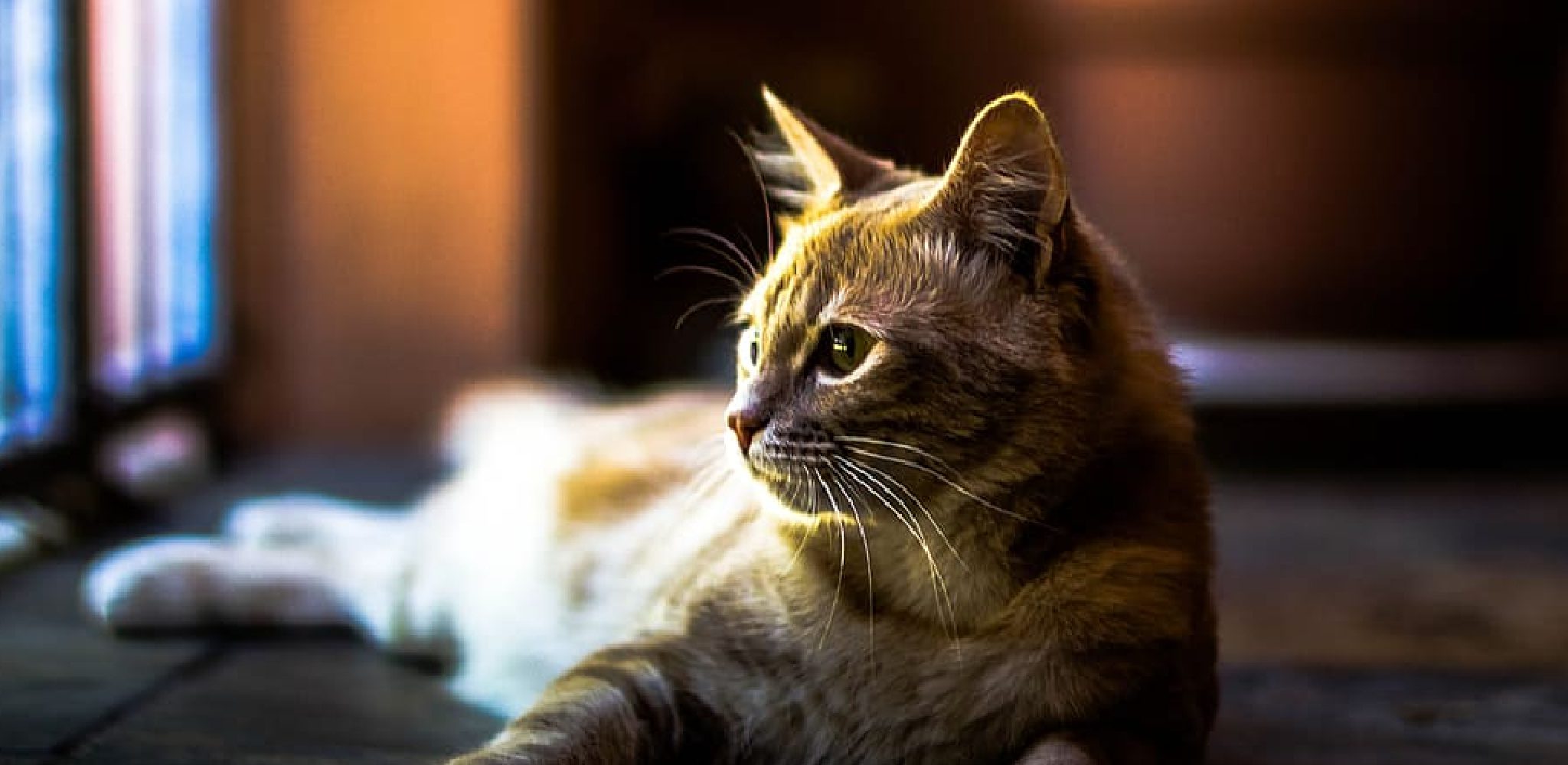 Why Are My Cats Whiskers Bent Detailed Guide (2024)