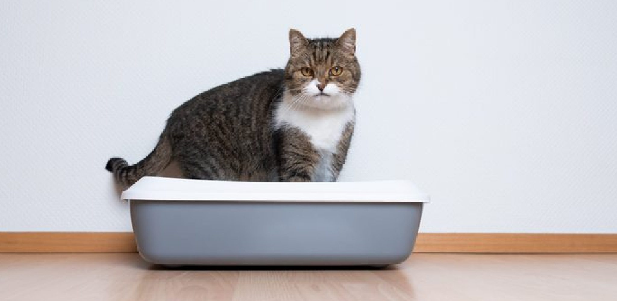 Why Is My Cat Digging in The Litter Box 10 Effective Ways (2024)
