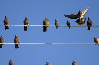 how to make galvanized wire safe for birds