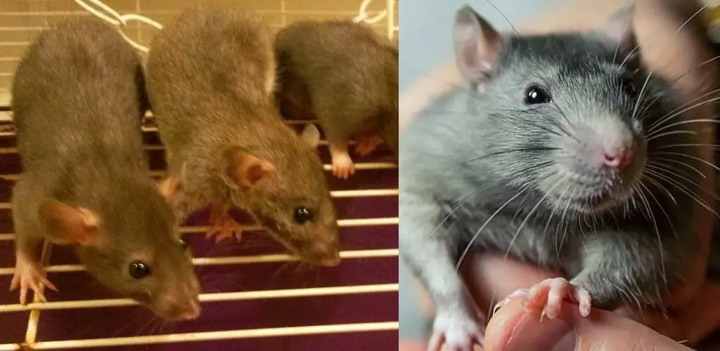 How to Stop Pet Rats from Peeing Everywhere