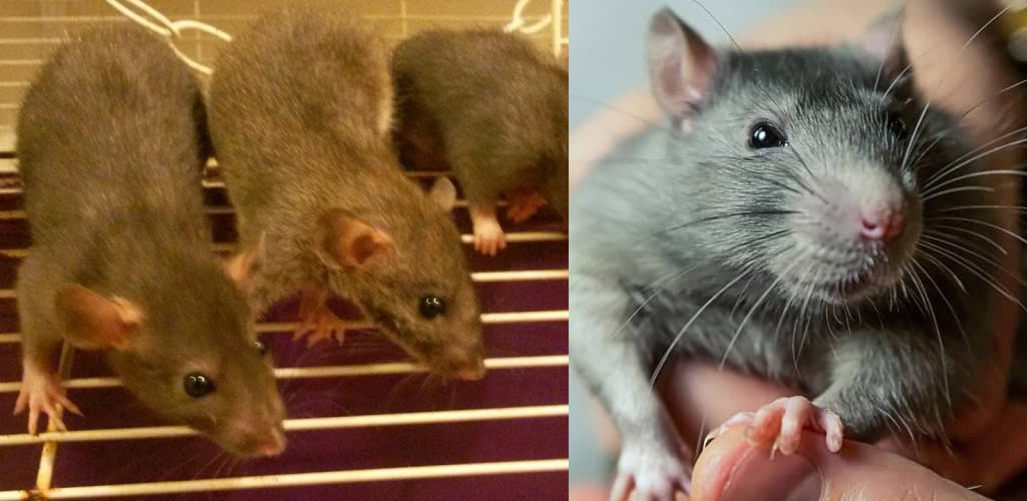How to Stop Pet Rats from Peeing Everywhere 10 Tips (2024)